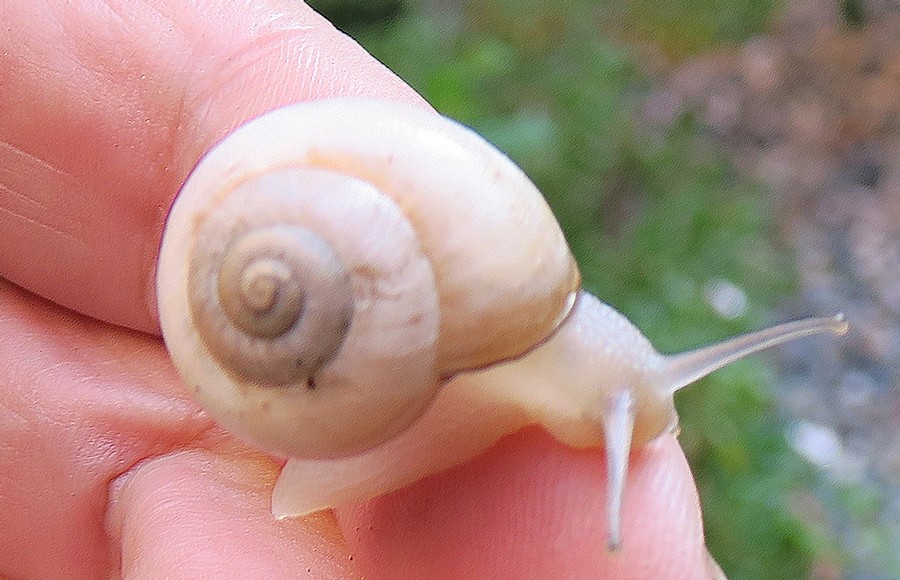 lumaca bianca